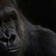 Illustration for article titled These Smithsonian Photo Contest Finalists Are Each Stunning in Totally Different Ways